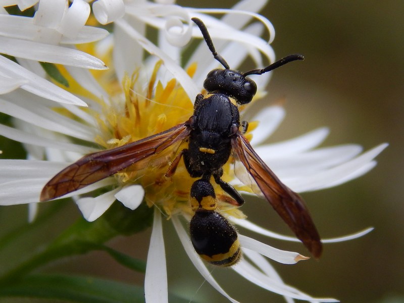 Vespidae Eumeninae: Discoelius dufourii